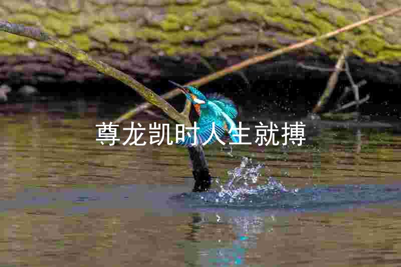 尊龙凯时人生就搏